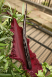 Dracunculus vulgaris RCP6-2013 399.JPG